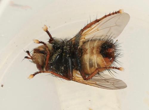 Tachina fera